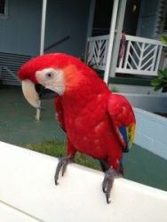 Scarlet Macaws 2 years