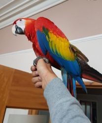 Proven male and female Macaw