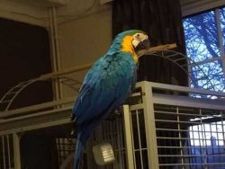 Adorable Macaw Parrot for sale