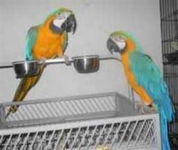 I got two harlequin macaws available