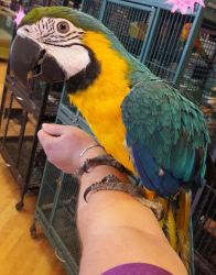 Baby Blue And Gold Macaw Hand Reared