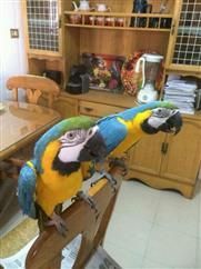 Gorgeous blue and gold macaw parrots for re homing TEXT (xxx) xxx-xxx9