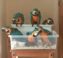 Hand Reared Macaw Parrots Available