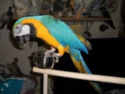 blue and gold baby macaw parrots.