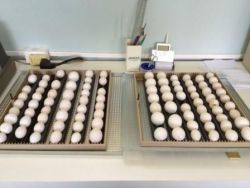 Fertile Parrot Eggs and Hatching Table Eggs for Sale