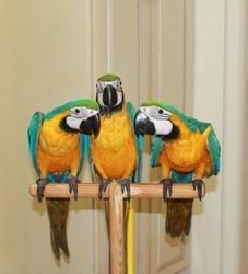 HAND REARED BLUE AND GOLD MACAWS BABIES