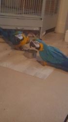 pure home trained macaw parrots for a caring home