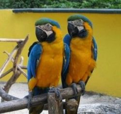 Male and Female Blue and Gold Macaw Parrots for sale