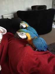 Well Tamed Beautiful Blue and Gold Macaws For re homing