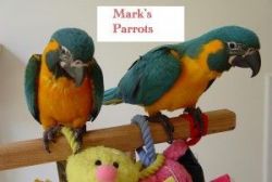 Well teamed,home raised aviary parrot birds