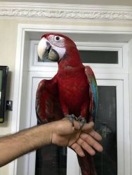 Super Tame 4 Months Old Female Green Wing Macaw
