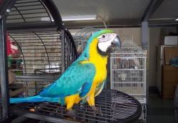 Blue and Gold Macaw parrots available
