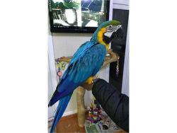 Blue And Gold Macaws.