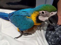 Hand-Reared Blue and Gold Macaw Babies Hand-Tame