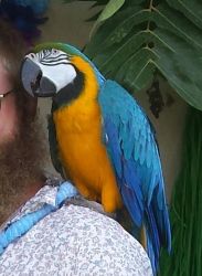 Blue And Gold Macaw (xxx) xxx-xxx7