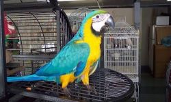 Magnificent parrots macaws