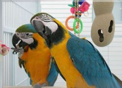 Blue and gold macaw Male and Female