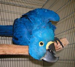Hyacinth macaw parrots for x-mass