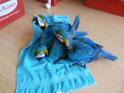 X-mass blue and gold macaw parrots available.