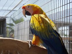 Camelot macaw parrots for sale