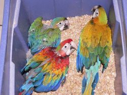 Camelot Macaw parrots for sale