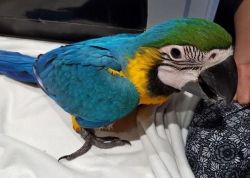 Cute hand reared blue and gold macaw parrots available now
