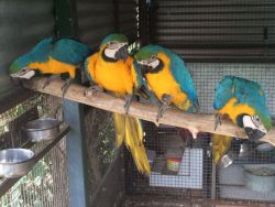 Blue and Gold Macaw Parrots for sale