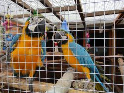 Christmas blue and gold macaw parrots for sale