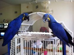 Hyacinth macaw parrots ready to go to new homes