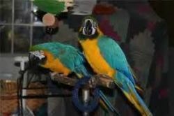 Two beautiful Blue and Gold Macaws