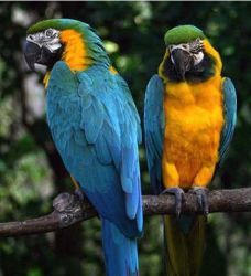 Pair OF Blue And Gold Macaw For Sale