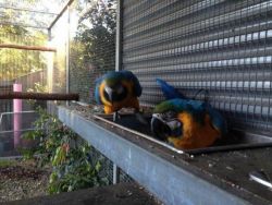 Hand Reared Silly Tame Baby Blue & Gold Macaw