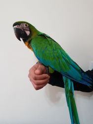 Silly Tame Baby Blue & Gold Macaw