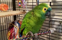 Beautiful Young Blue Fronted Amazon Parrot