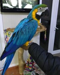 Hand Reared 2 Years Old Blue And Gold Macaw