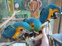Talkative Macaw Parrots