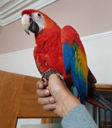 Green Winged Macaw For A Good Home