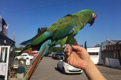 military macaw for sale now