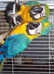 Male & Female Blue and gold Macaw
