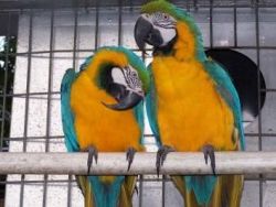 Bundled Pair Of Blue And Gold Macaw Parrots