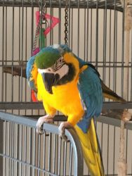 15 Months Blue and Gold Macaw Parrots For Sale.