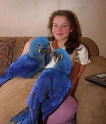 African Grey, Hyacinth and Blue & Gold Macaw Parrots for sale