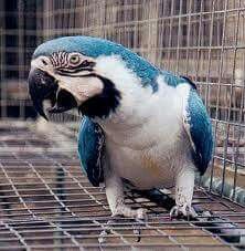 Special White and blue macaw parrots for sale
