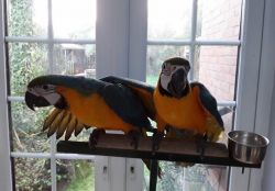Blue and Gold macaws Available