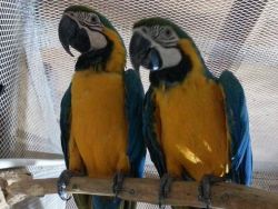 Blue/gold macaws