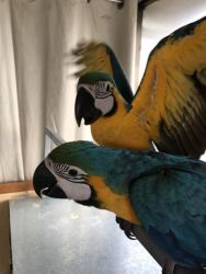 Beautiful Blue and Gold macaw is available
