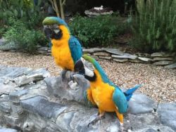 Blue and Gold Macaw parrots available