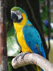 Wanted Large Macaws