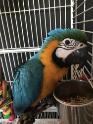 Nice Macaw Gold and blue