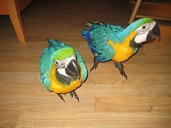 A pair of blue and gold macaw for you